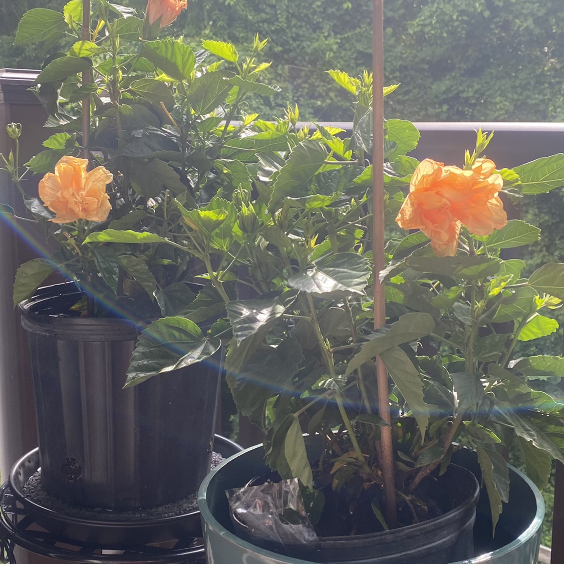 Hibiscus Tree plant photo by @SSuser3fabc4e5 named Peach hibiscus on Greg, the plant care app.