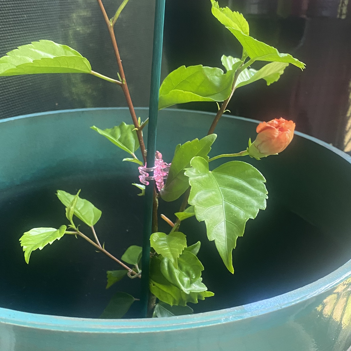 Hibiscus Tree plant photo by @SSuser3fabc4e5 named Lion’s Tail Peach Hibiscus on Greg, the plant care app.