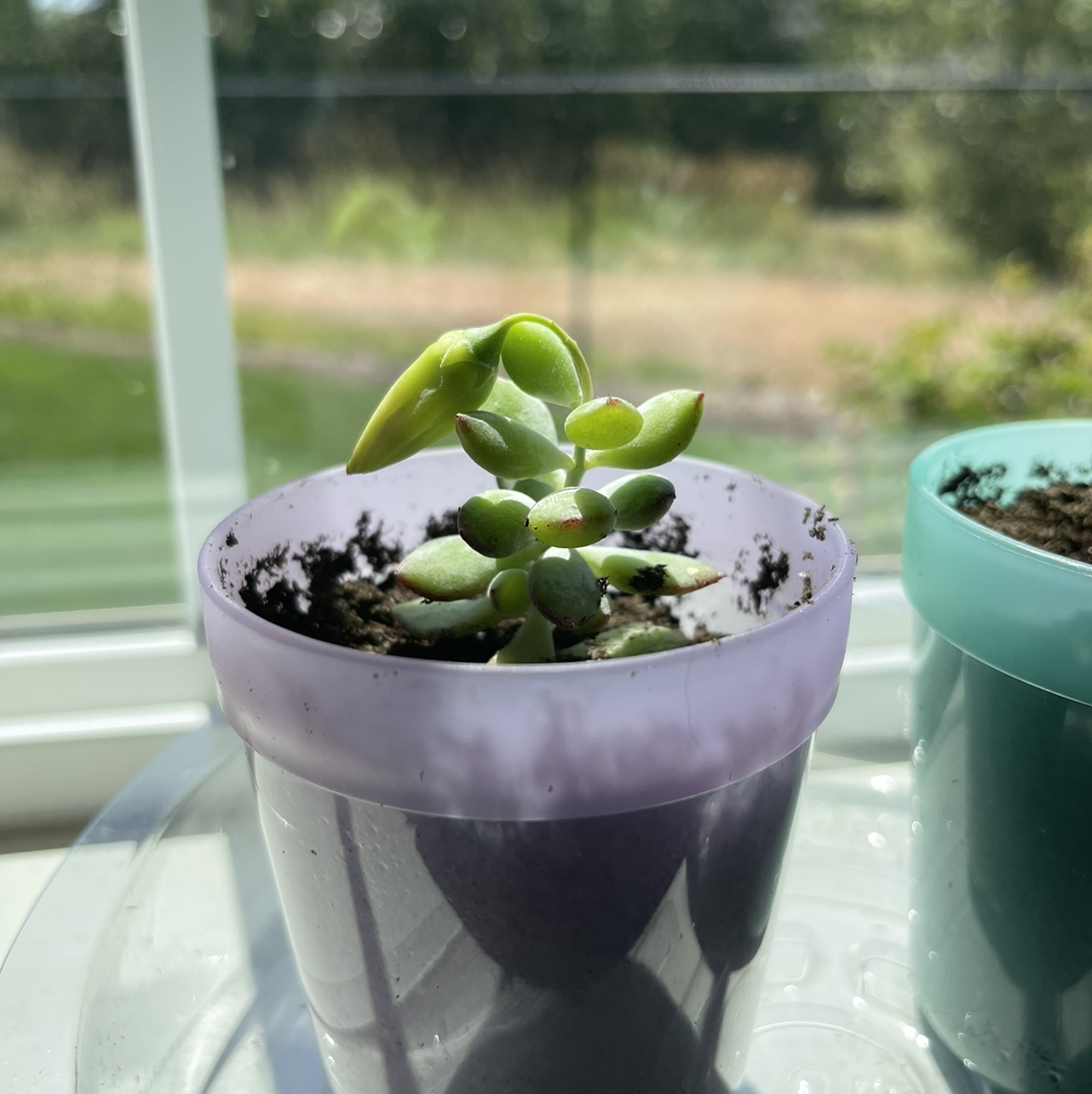 Cliff Cotyledon plant in a purple pot on a windowsill, with slight yellowing on one leaf.