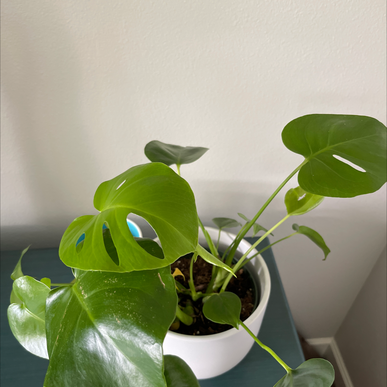 Monstera plant photo by @Katie1983 named Monstera Deliciosa - Staked on Greg, the plant care app.
