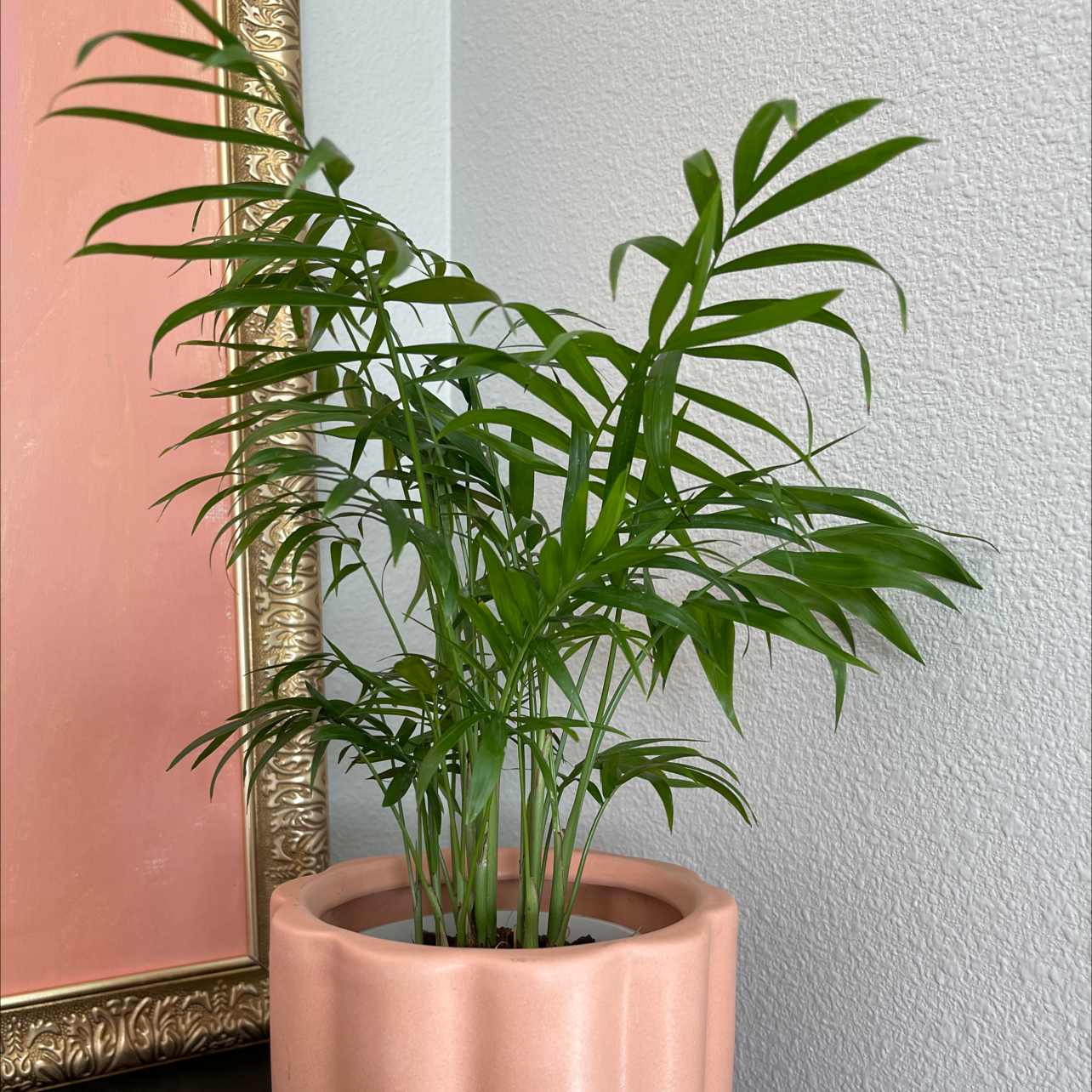 Photo of the plant species Parlour Palm by @Katie1983 named Parlour Palm on Greg, the plant care app