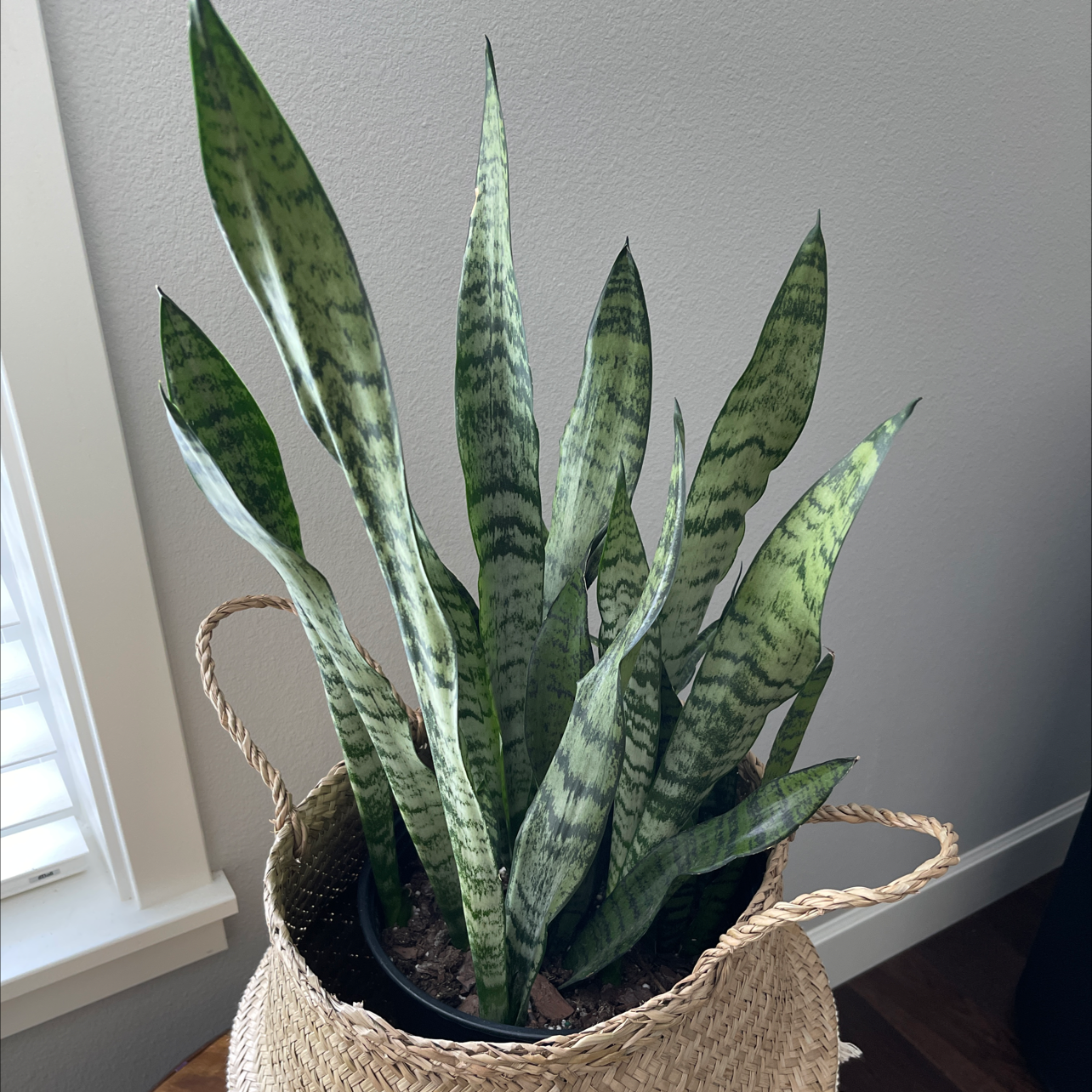 Snake Plant plant photo by @Katie1983 named Snake Plant on Greg, the plant care app.