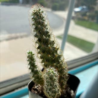 Lady Finger Cactus plant in Murrieta, California