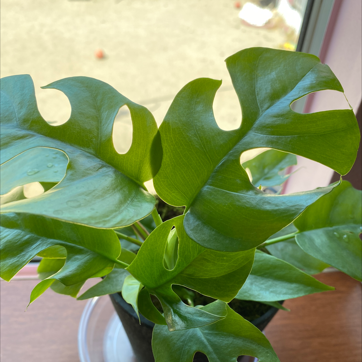 Mini Monstera plant photo by Maria named Gobi on Greg, the plant care app.