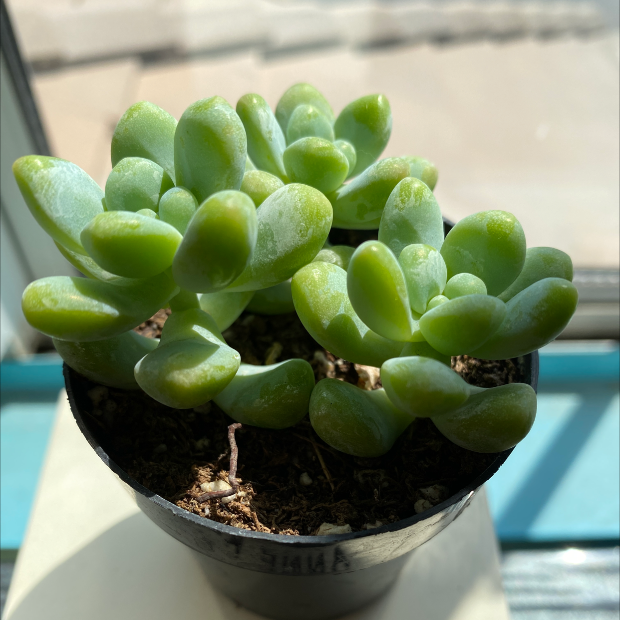 Healthy Sedum treleasei plant in a small pot with plump green leaves.