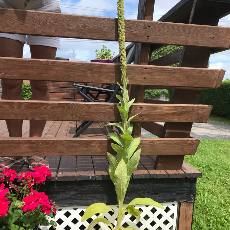 Mullein plant with a tall flower spike and yellowing leaves at the base, growing near a wooden deck.