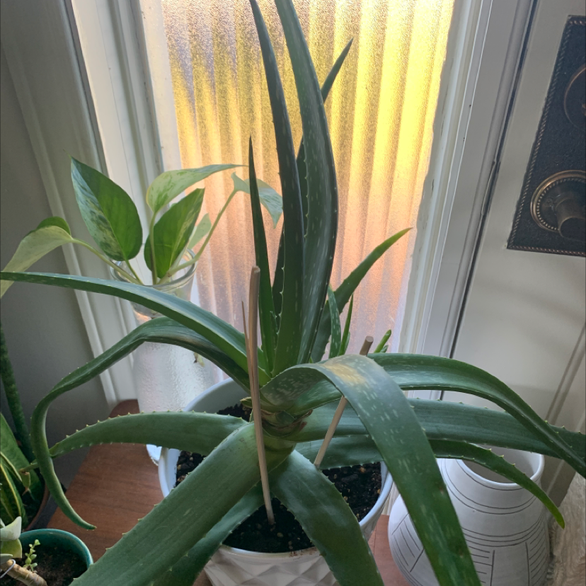 Aloe vera plant photo by @mjbela named Kieran on Greg, the plant care app.