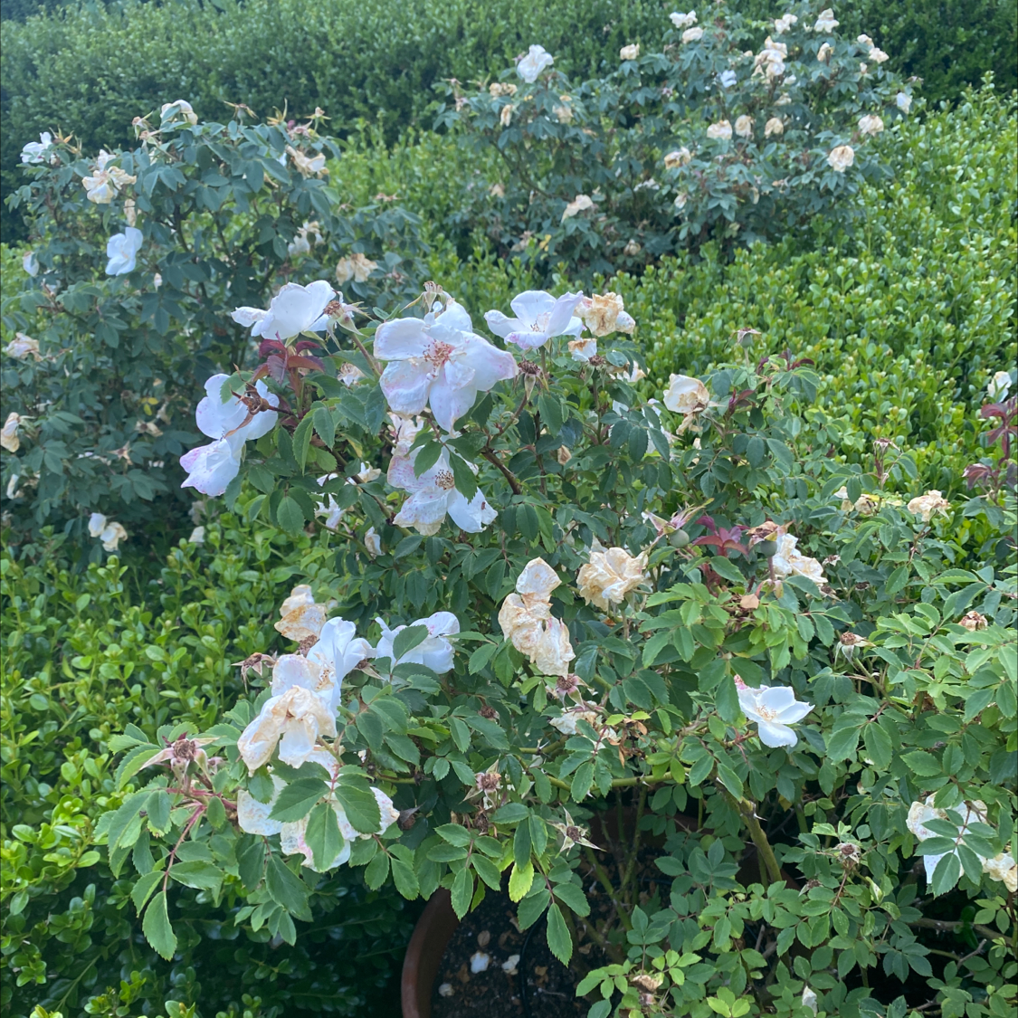 Dog Rose plant with white flowers in a garden setting, some flowers are wilting.