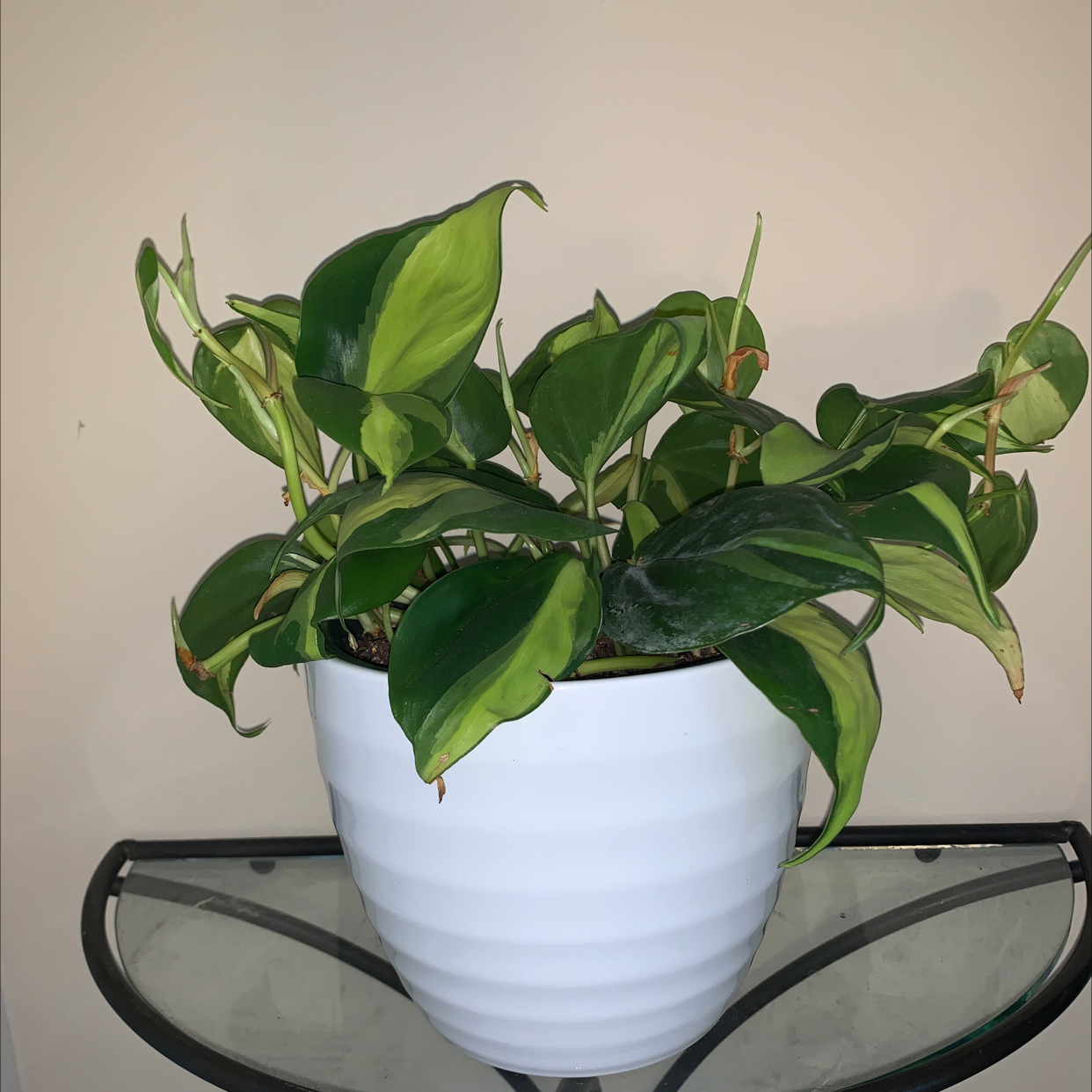 Philodendron Brasil plant photo by @MisfitYogiMom named Philodendron Hederaceum ‘Brasil’ on Greg, the plant care app.
