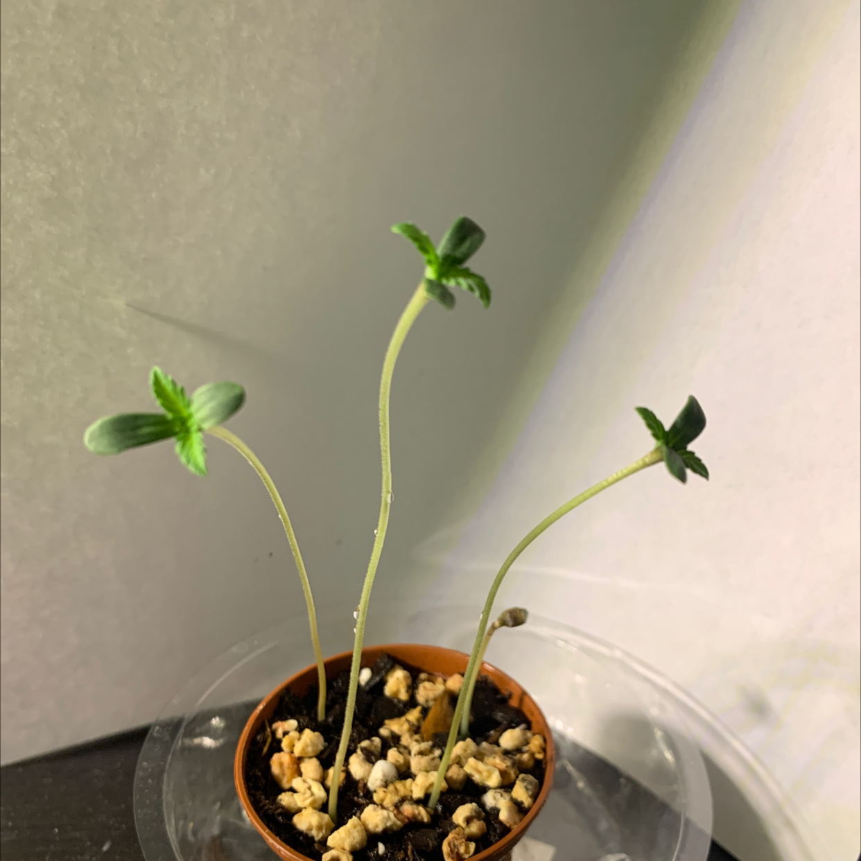 Marijuana plant photo by @MisfitYogiMom named Cannabis Sativa on Greg, the plant care app.