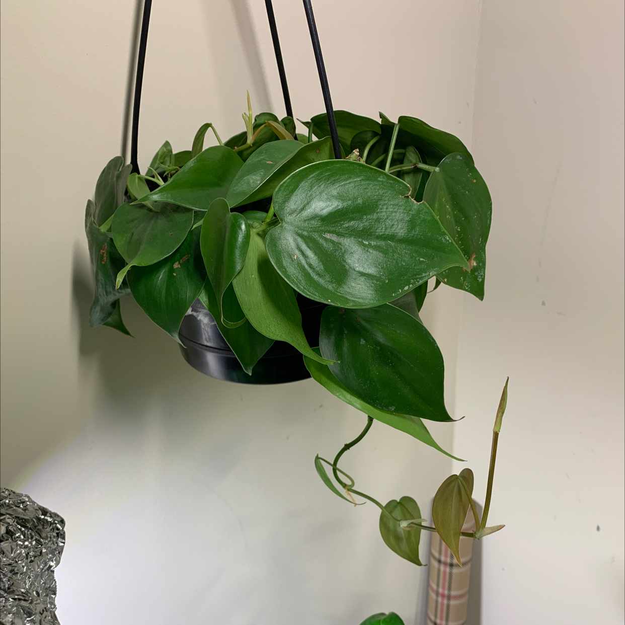Philodendron Scandens plant photo by @MisfitYogiMom named Philodendron Hederaceum ‘Heartleaf’ on Greg, the plant care app.
