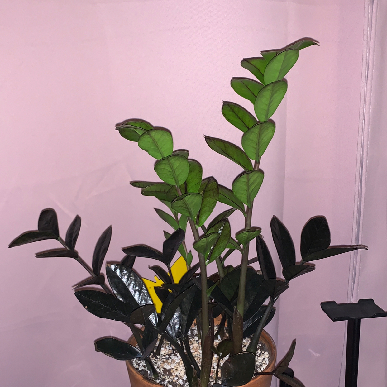 Raven ZZ Plant plant photo by @MisfitYogiMom named Zamioculcas Zamifolia ‘Raven’ on Greg, the plant care app.
