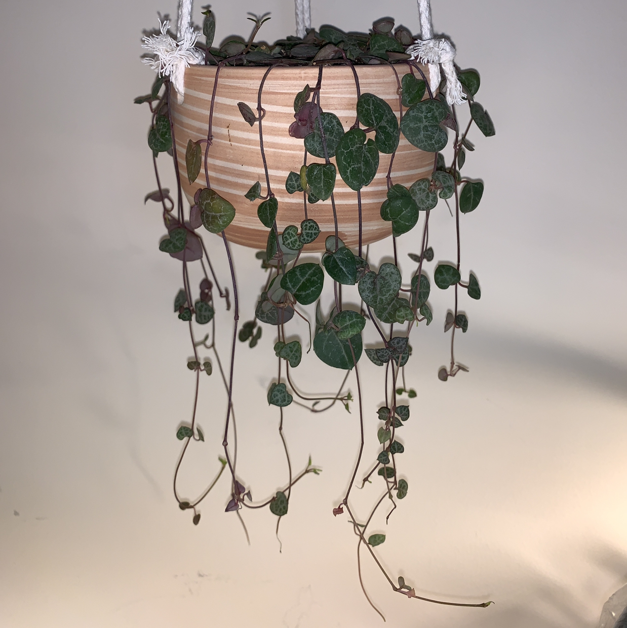 A healthy hanging Chain of Hearts plant with dense vines and vibrant heart-shaped leaves in a wooden planter.