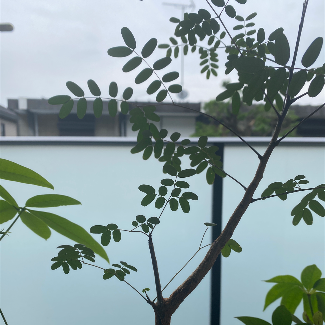 Image of a Black Locust plant with compound leaves, healthy appearance.