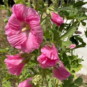 Hollyhock plant photo by Bouncerdjwife named Fred on Greg, the plant care app.