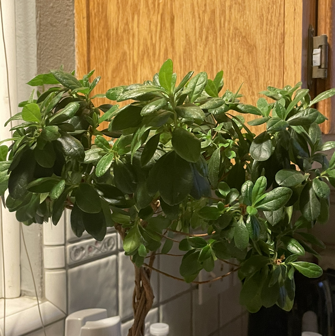 Rhododendron Simsii plant photo by @Bouncerdjwife named Azalea bonzai on Greg, the plant care app.