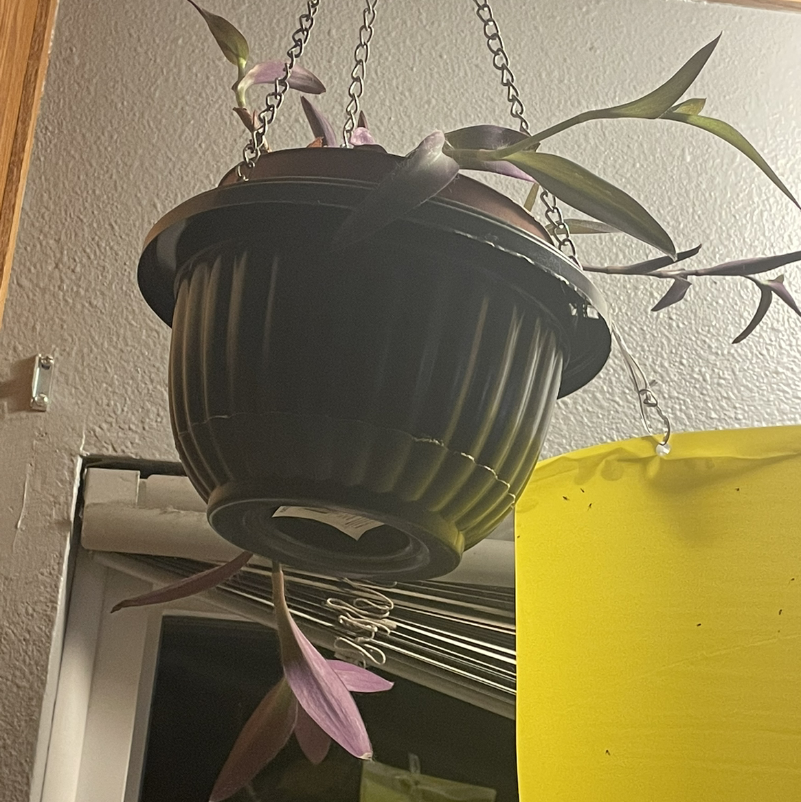 Purple Heart plant photo by @Bouncerdjwife named Poppy on Greg, the plant care app.