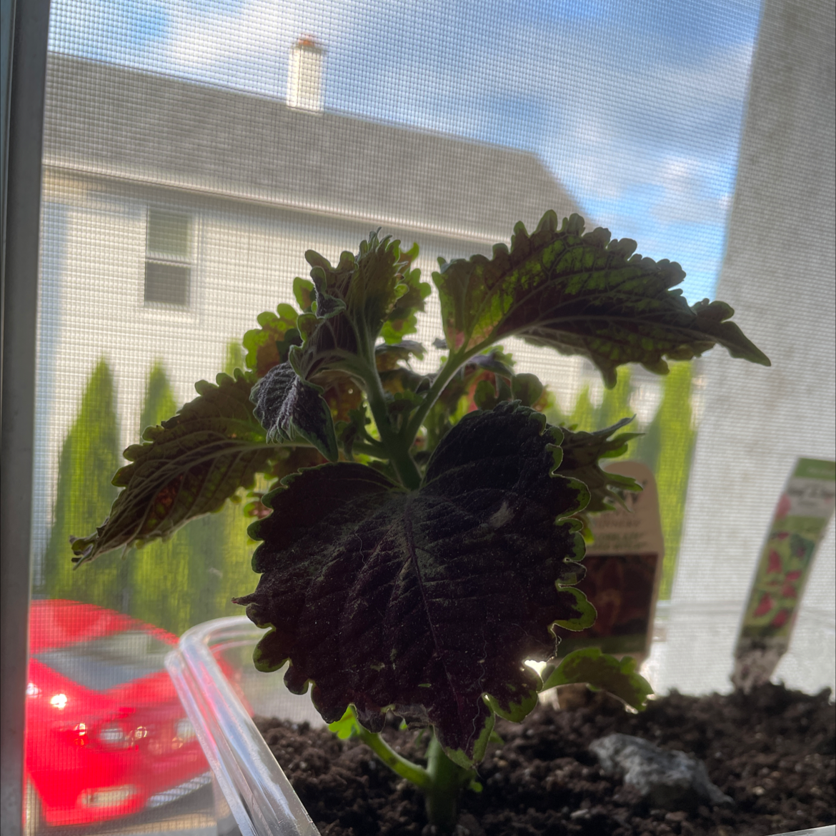 Photo of the plant species River Walk Coleus by @aribean named sabrina the teenage witch on Greg, the plant care app