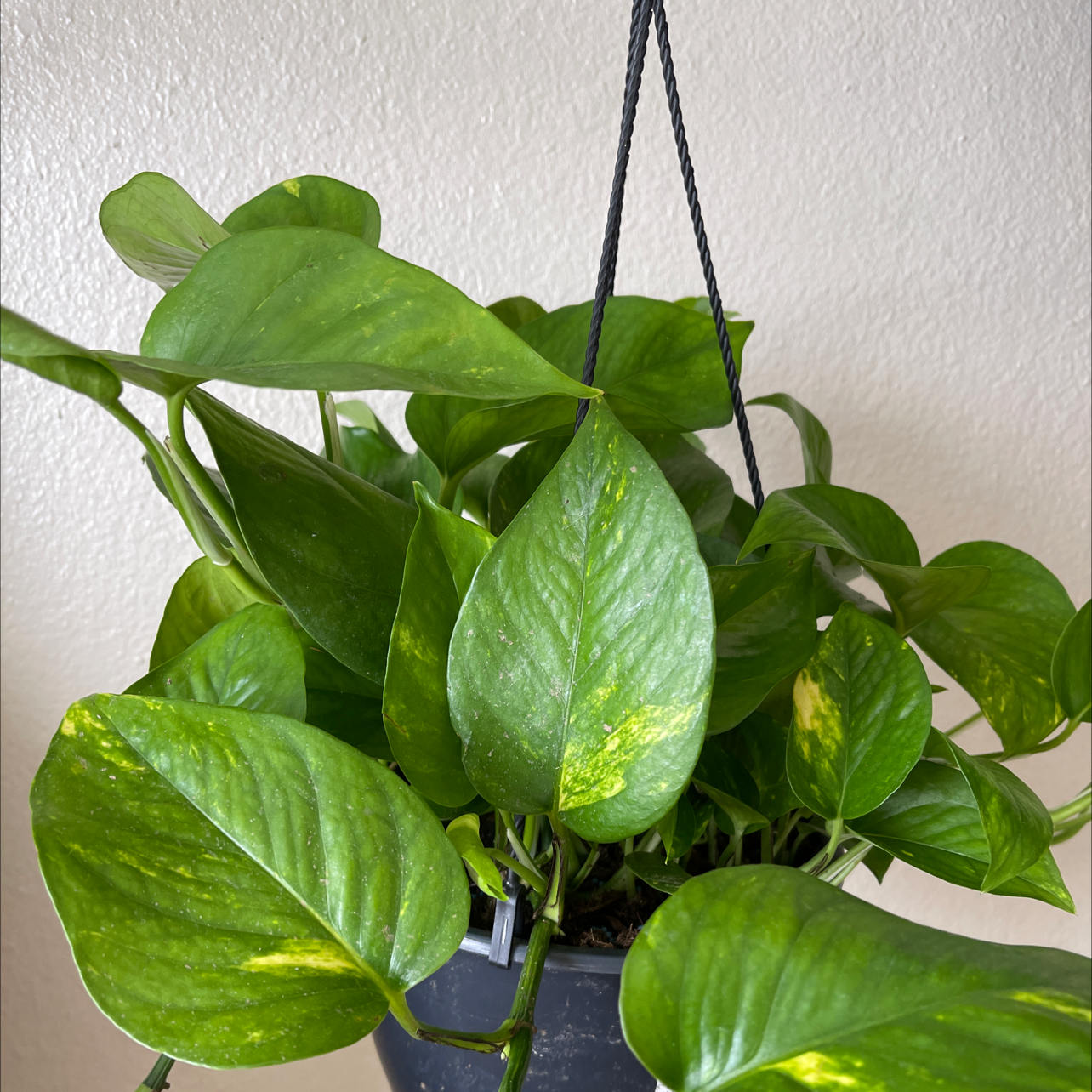Taro Vine plant photo by @Irisbher named Swaetie on Greg, the plant care app.