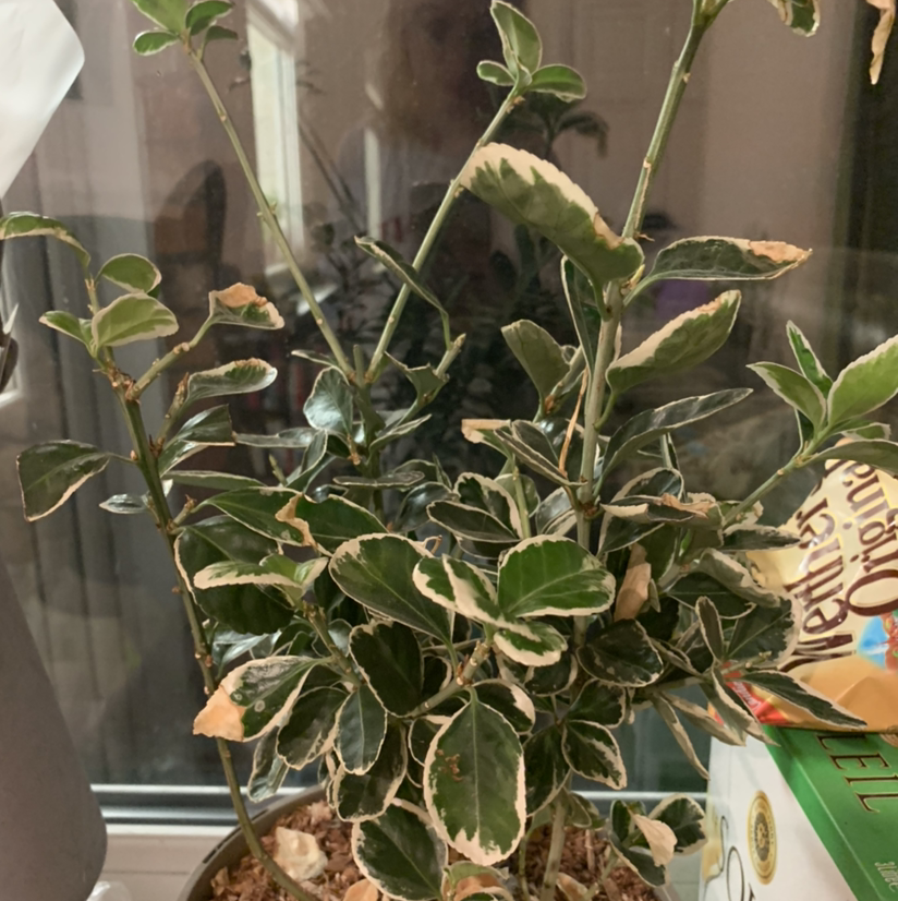 Photo of the plant species Fortune's Spindle by @Beaniebo named Zeus on Greg, the plant care app