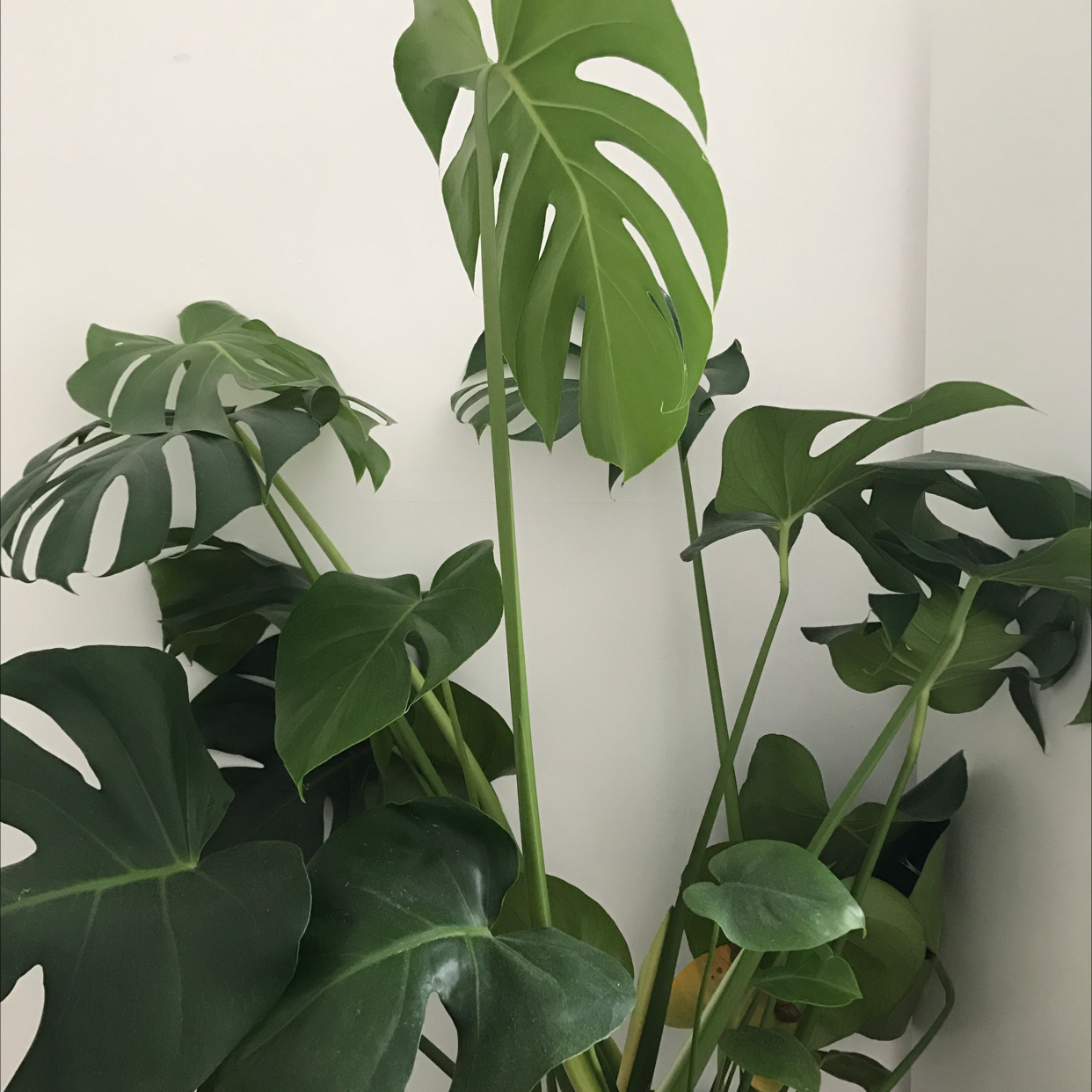 Monstera plant photo by Vera named Your plant on Greg, the plant care app.