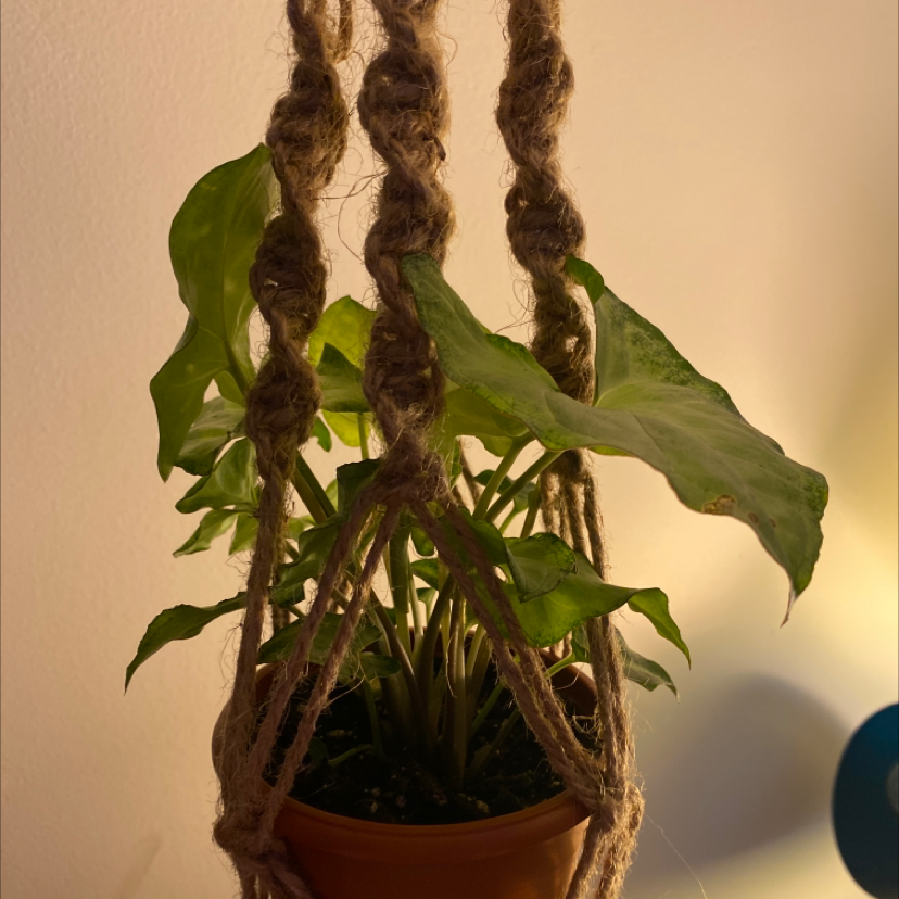 Syngonium 'White Butterfly' plant in a hanging pot with vibrant green leaves.