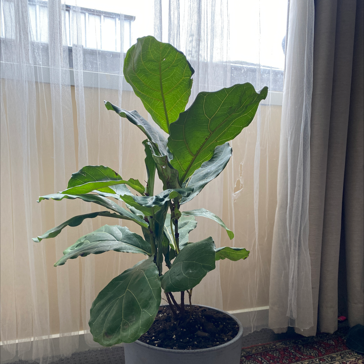 Fiddle Leaf Fig plant photo by @uradday named Finn on Greg, the plant care app.