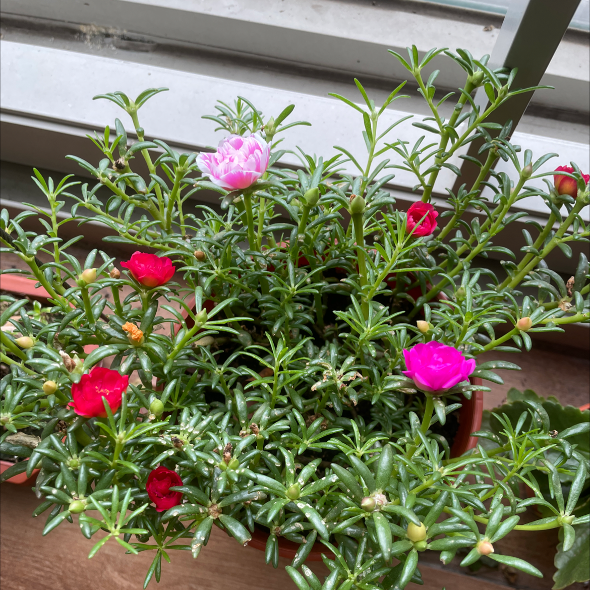 Healthy Moss Rose Purslane plant with vibrant pink and red flowers and lush green succulent foliage, growing in a container.