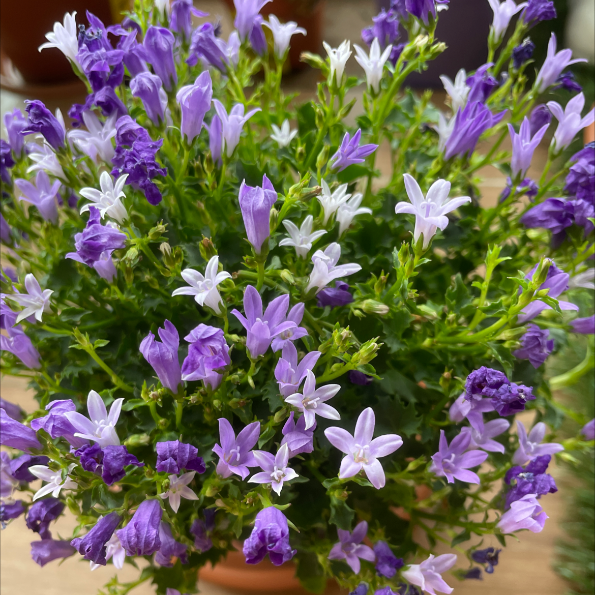 Peach-Leaf Bellflower with numerous purple and white flowers, appearing healthy and vibrant.
