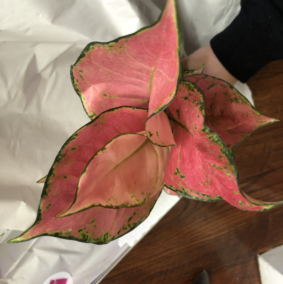 Aglaonema 'Pink Splash' plant with pink and green leaves, well-framed and in focus.