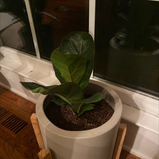 Fiddle Leaf Fig plant in Peachtree City, Georgia