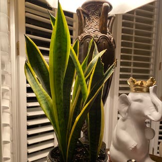 Snake Plant plant in Peachtree City, Georgia