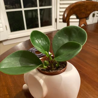 Baby Rubber Plant plant in Peachtree City, Georgia