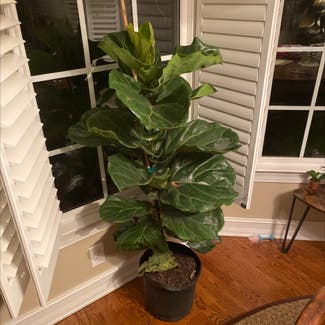 Fiddle Leaf Fig plant in Peachtree City, Georgia
