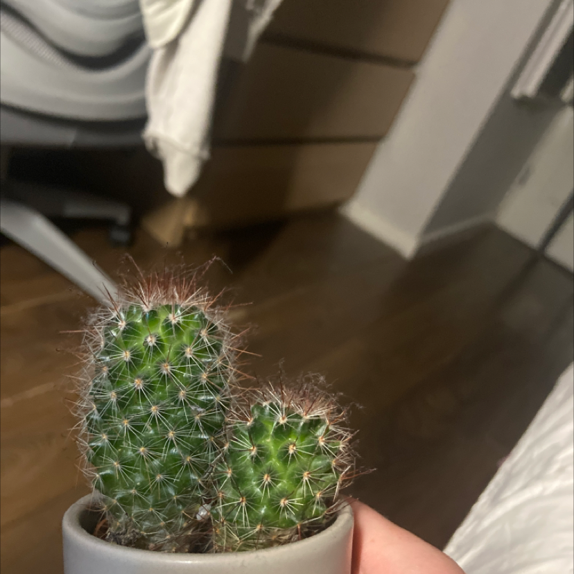 Small Blue Barrel Cactus with two stems in a pot, held by a hand indoors.