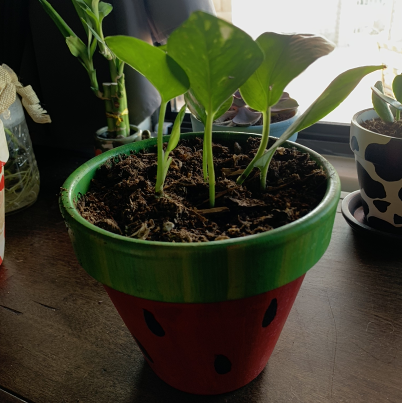 Taro Vine plant photo by @Aryannapancost named Wap aka wet ass plant on Greg, the plant care app.