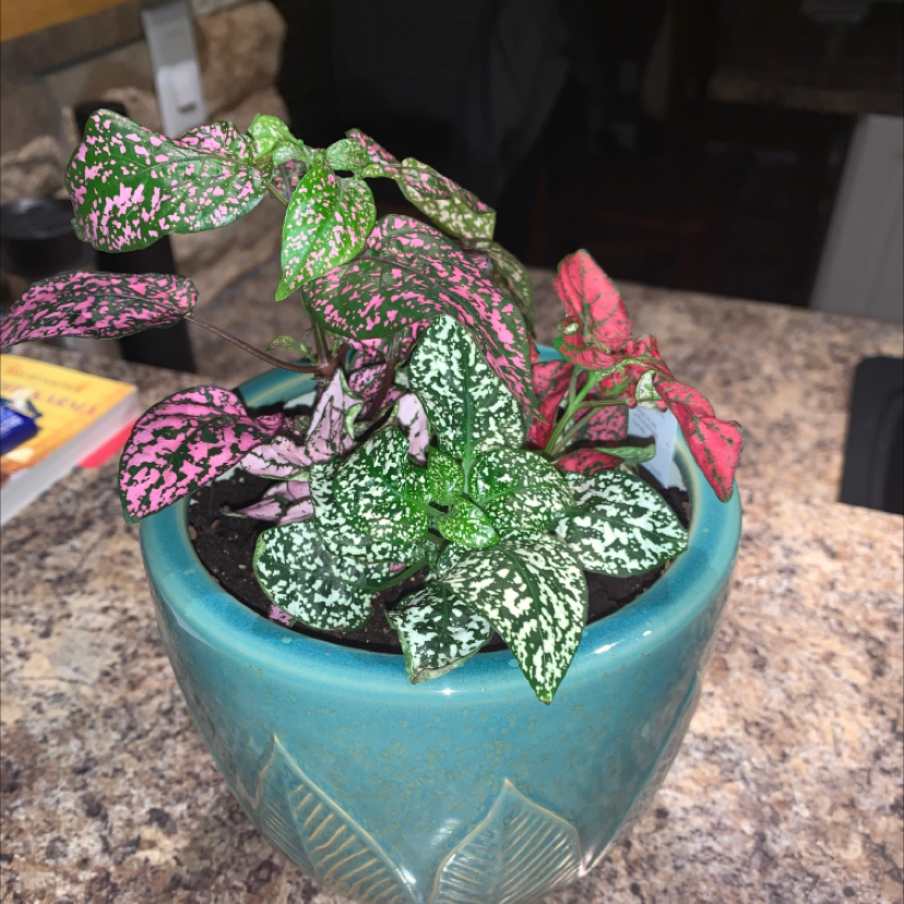 Polka Dot Plant plant photo by @Nono007 named Marley on Greg, the plant care app.