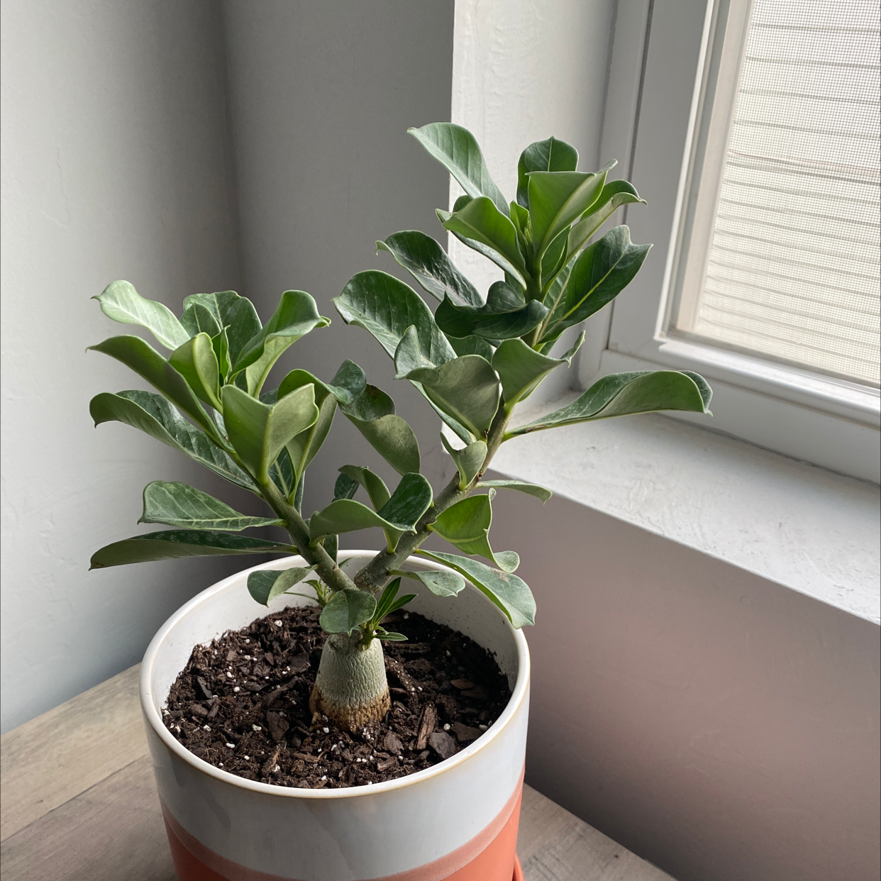 Photo of the plant species Desert Rose Plant by Nico named Chlora Phill on Greg, the plant care app