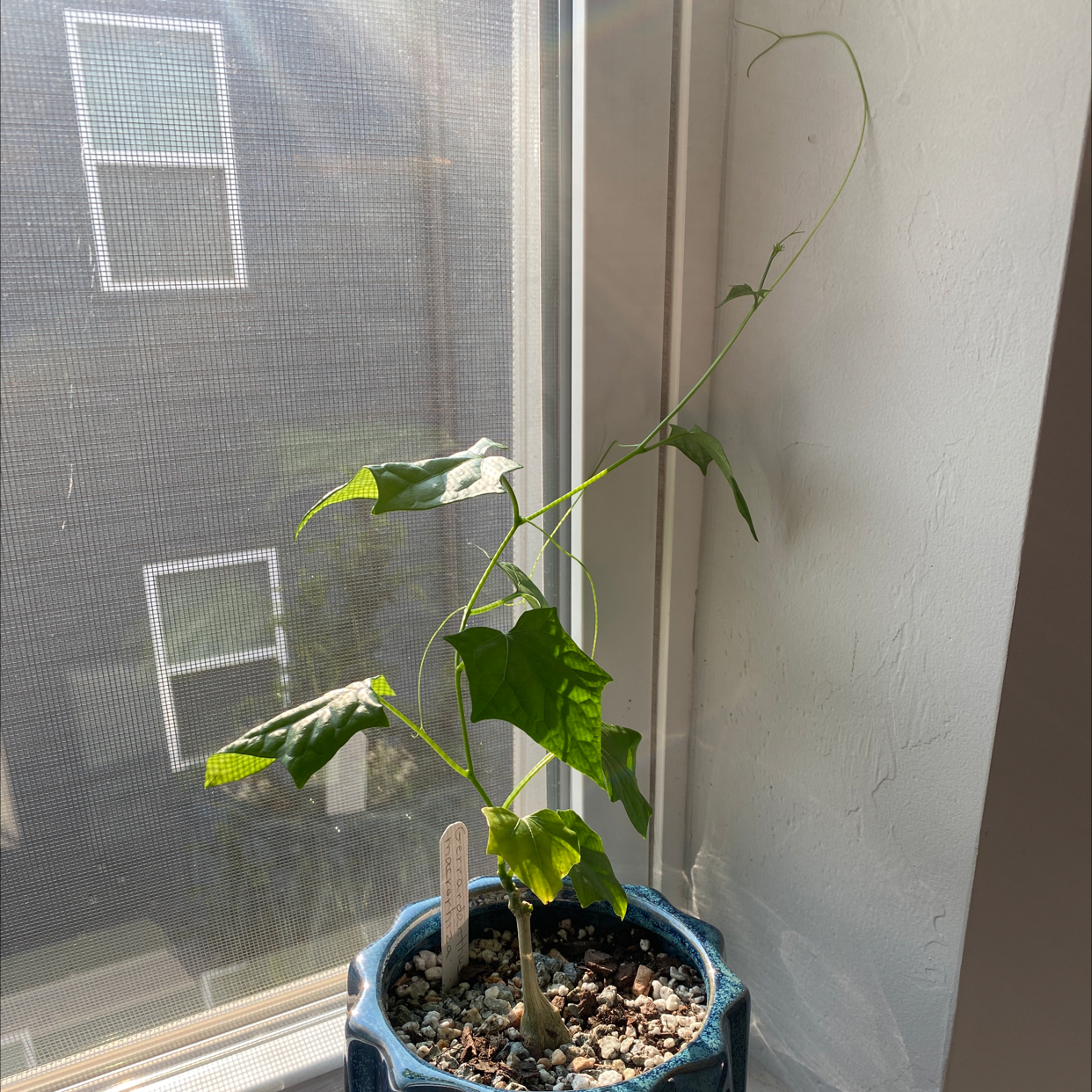 Photo of the plant species Bigfoot by Nico named Tree Diddy on Greg, the plant care app