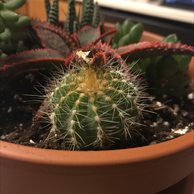 Photo of the plant species Ferocactus alamosanus by Marissa named Grogu on Greg, the plant care app