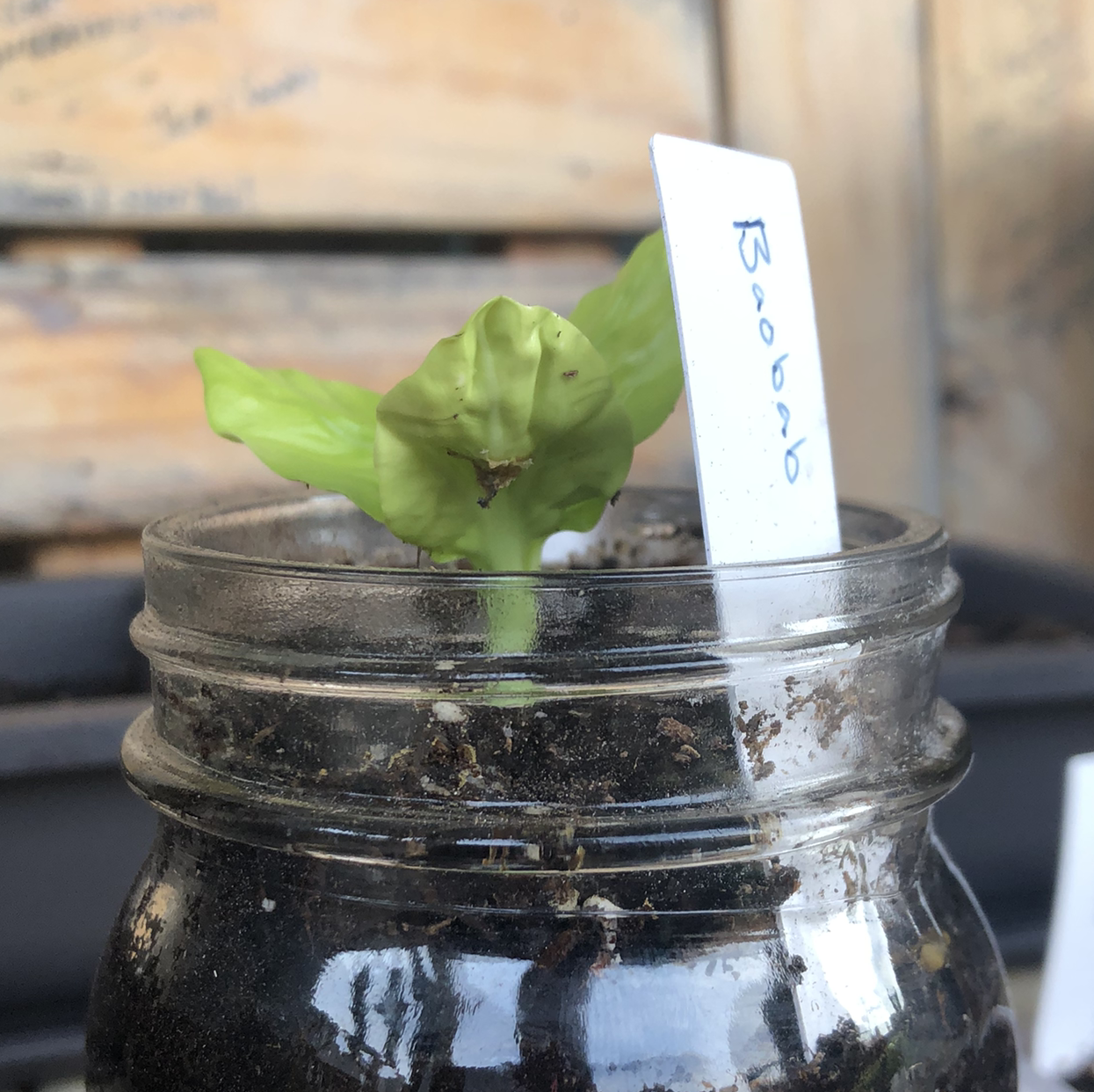 Photo of the plant species Baob by @IngenEar named Tree Diddy on Greg, the plant care app