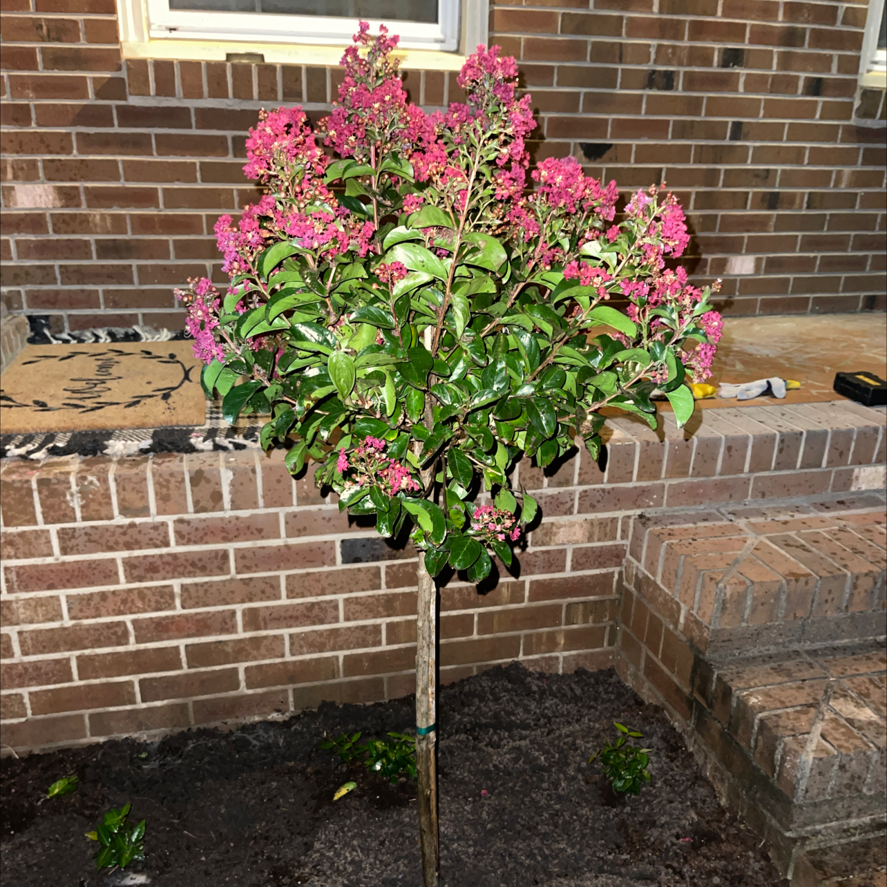 Photo of the plant species Cape Myrtle by @Amber.LiGreci named Bitty on Greg, the plant care app