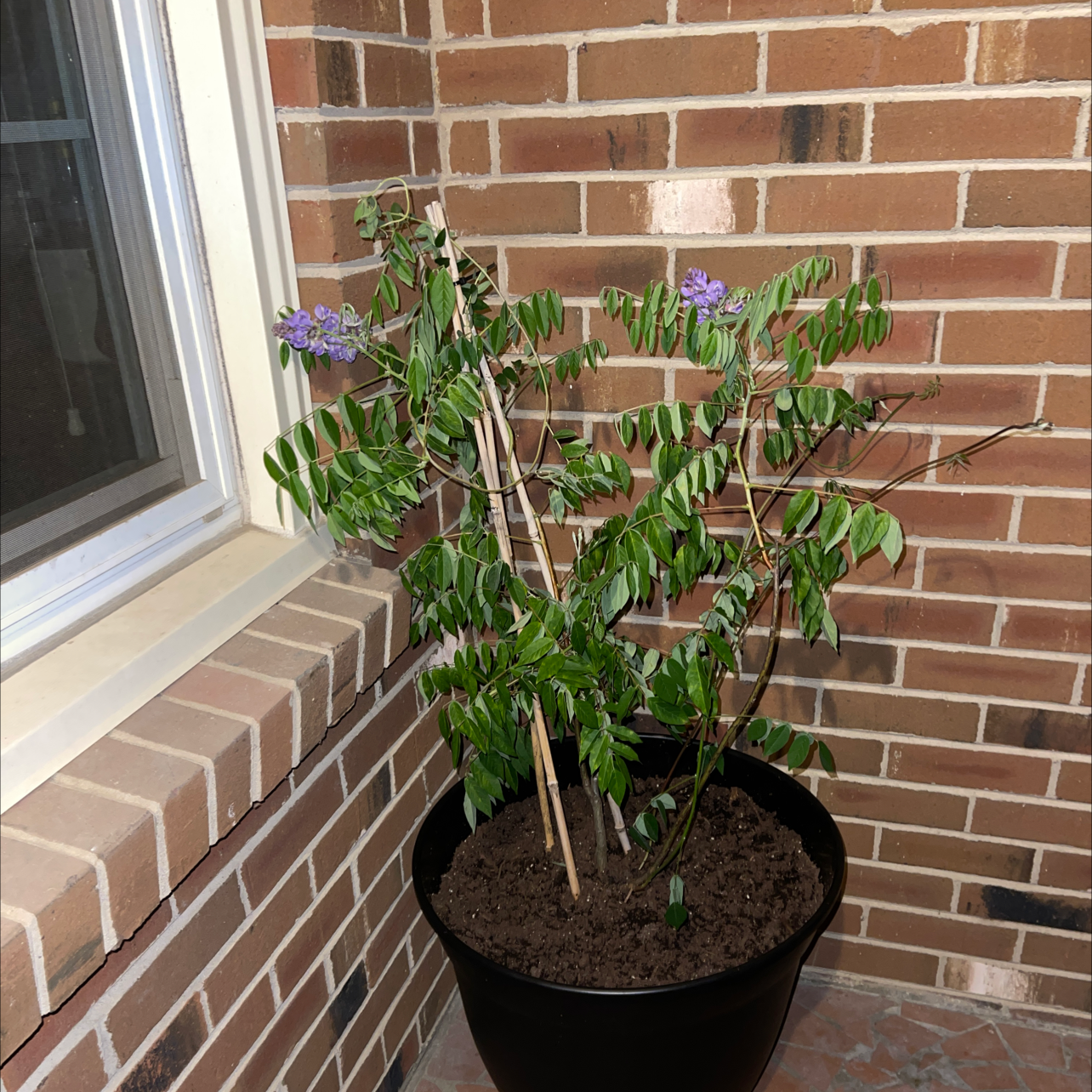 Photo of the plant species Amethyst Falls Wisteria by @Amber.LiGreci named Matilda on Greg, the plant care app