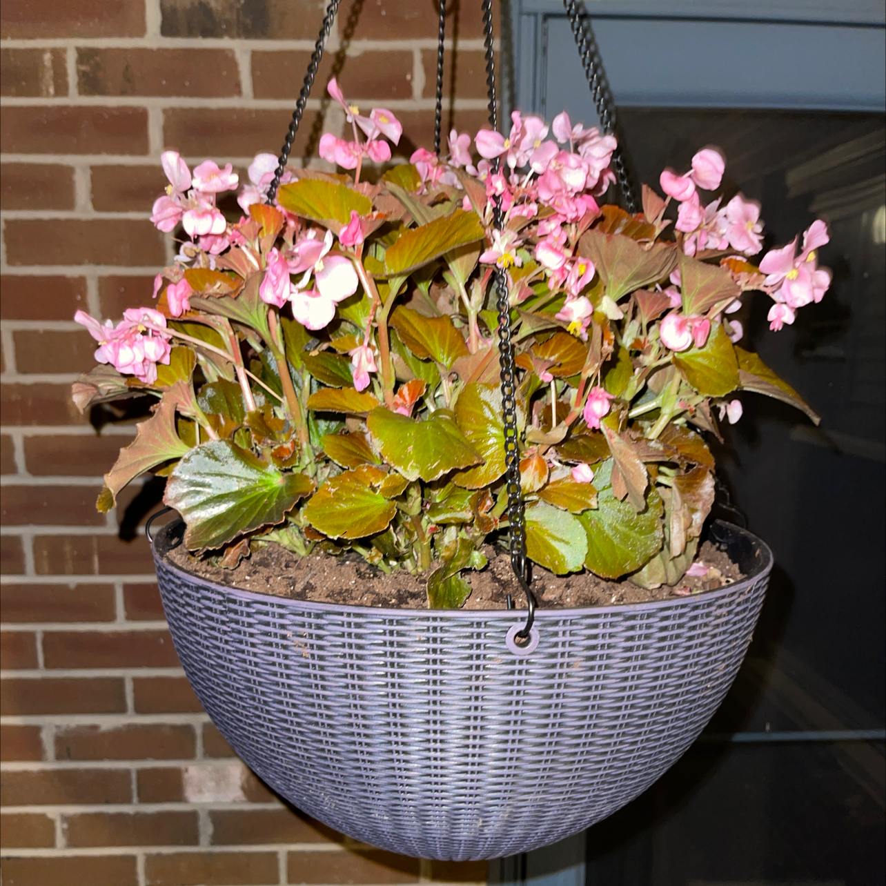 Photo of the plant species Begonia cucullata by @Amber.LiGreci named Gretta on Greg, the plant care app