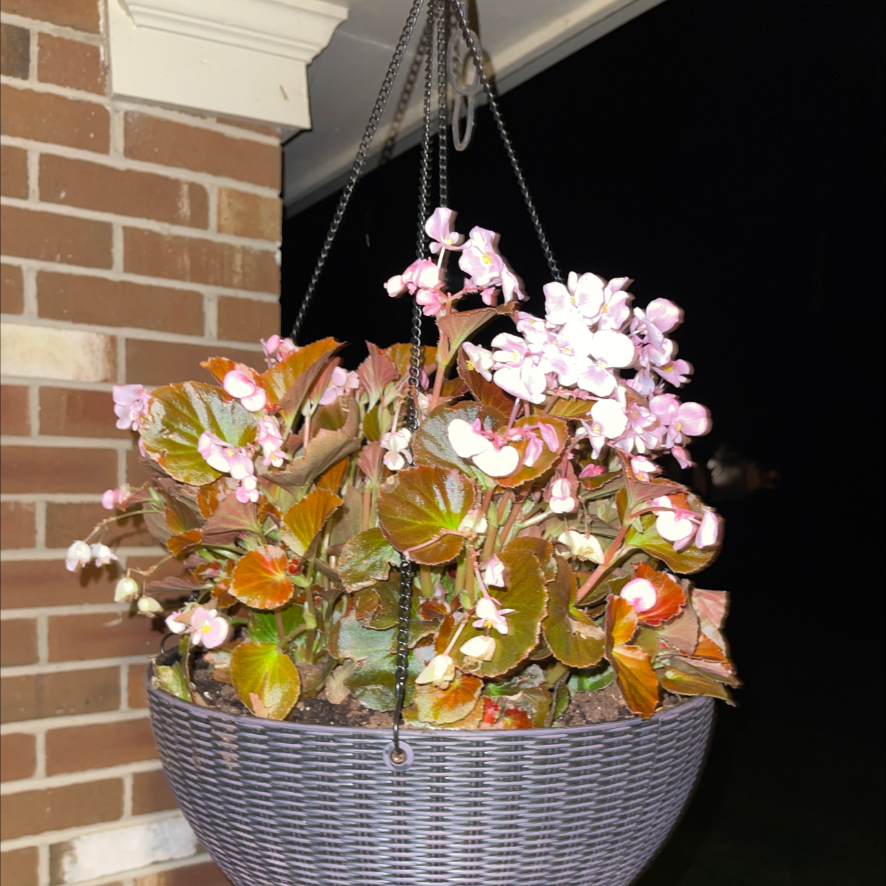 Photo of the plant species Begonia cucullata by @Amber.LiGreci named Phyllis on Greg, the plant care app