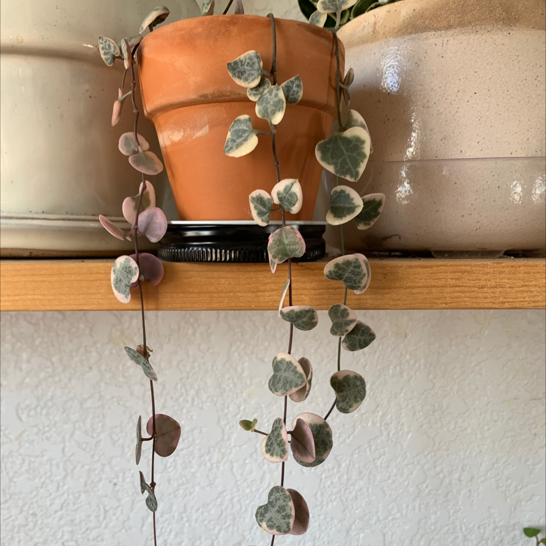 Healthy potted Chain of Hearts succulent plant with long trailing vines of heart-shaped green and gray leaves.