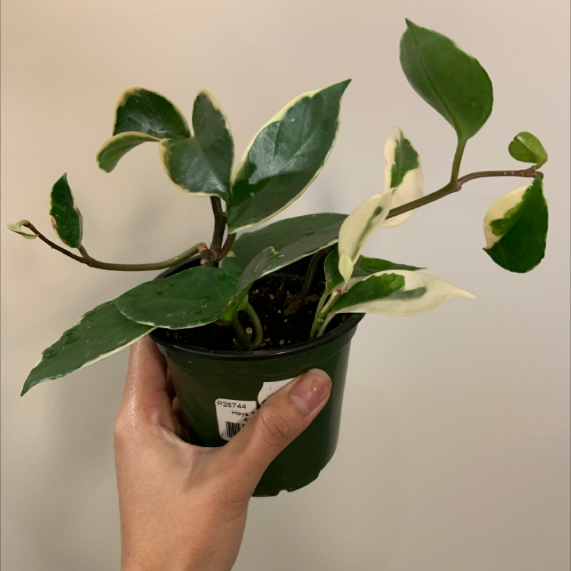 Hoya Carnosa Tricolor plant in a small pot with variegated leaves, held by a hand.
