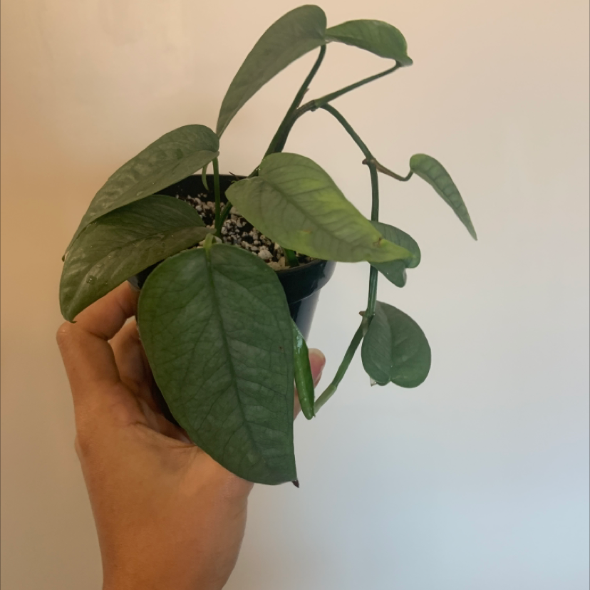 Cebu Blue Pothos plant held by a hand, appears healthy with visible soil.