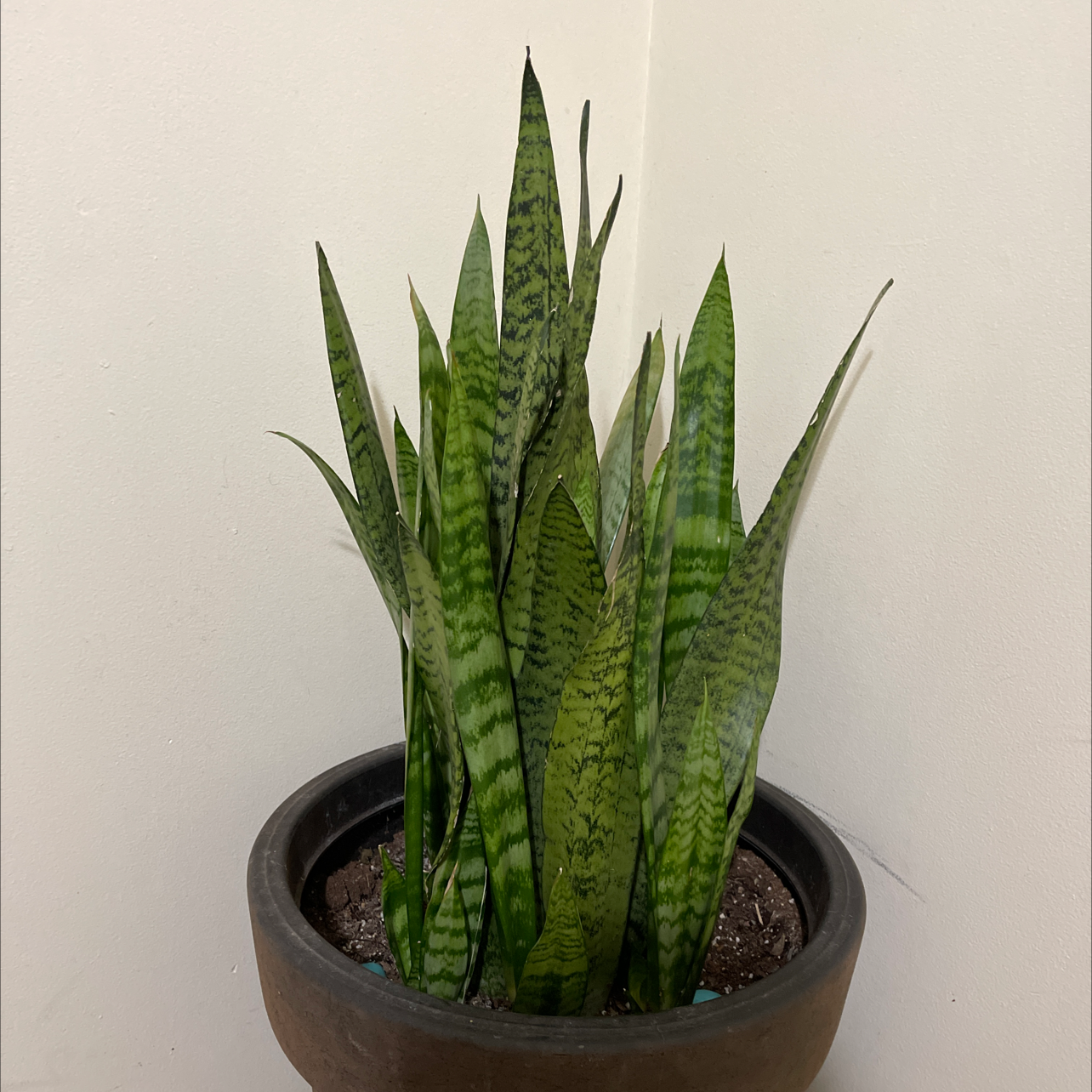 Snake Plant plant photo by @P8onKay named Snakey on Greg, the plant care app.