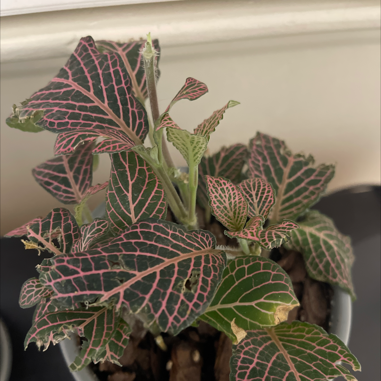 Nerve Plant plant photo by @P8onKay named Pink Juanita on Greg, the plant care app.